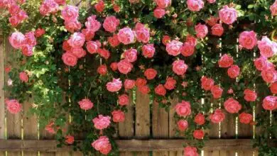 Photo of Idee per creare un bel giardino con le rose