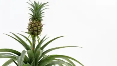 Photo of Come piantare un ananas