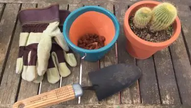 Photo of Substrato per cactus e piante grasse: come farlo