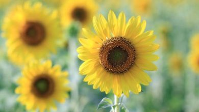 Photo of Come prendersi cura dei girasoli