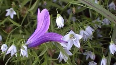 Photo of Cura della campanula