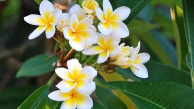 Photo of Cura delle piante di Plumeria