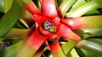 Photo of Cura delle piante della bromelia