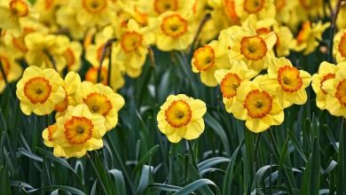 Photo of Piantare i narcisi: come e quando farlo
