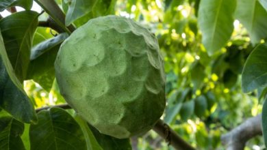 Photo of Pianta cherimoya: quando e come farlo