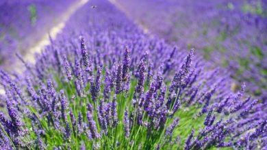 Photo of Riprodurre lavanda: quando e come farlo