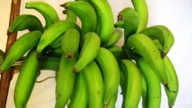 Photo of Cura delle piante di banana da interno
