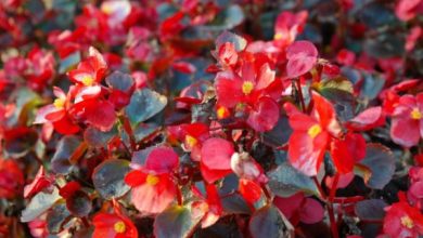 Photo of Coltivazione e Cura della begonia