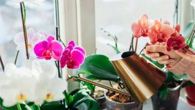 Photo of Fioritura di orchidee
