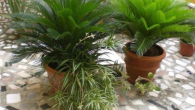 Photo of Cura delle palme