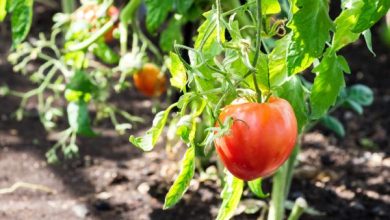 Photo of Germinare i semi di pomodoro: come farlo e come prendersene cura