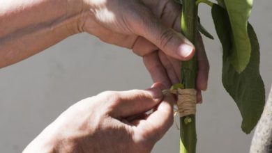 Photo of Innestare un albero di limoni: quando e come farlo