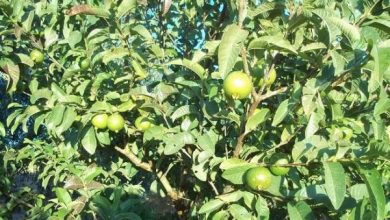 Photo of Cura dell’albero di guava