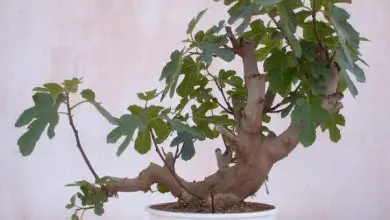 Photo of Cura dei bonsai di fico
