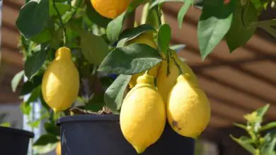 Photo of Germinare i semi di limone: come farlo e come prendersene cura