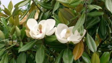 Photo of Cura dell’albero di magnolia