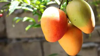 Photo of Far germogliare e piantare un mango: come e quando farlo