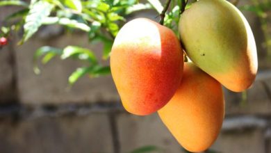 Photo of Far germogliare e piantare un mango: come e quando farlo