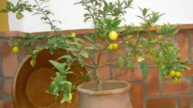 Photo of Fai crescere un albero di limone nano