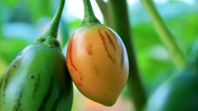 Photo of coltivazione del pomodoro arboreo