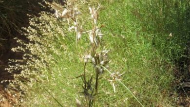 Photo of Tipi di citronella