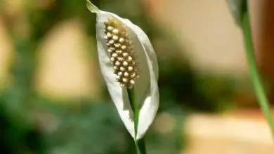 Photo of Giglio della pace, una pianta che non ha bisogno di sole