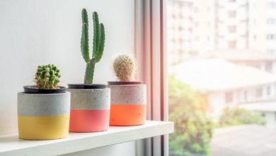 Photo of Dove posizionare i cactus secondo il Feng Shui