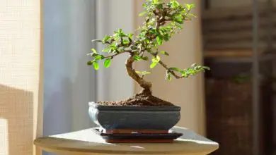 Photo of Dove posizionare un bonsai secondo il Feng Shui