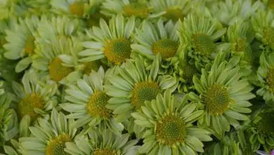 Photo of 15 fiori verdi