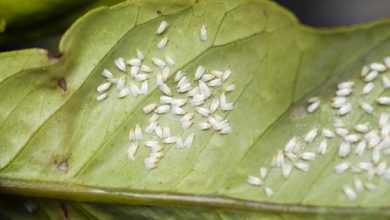 Photo of Disinfestazione biologica: cos’è, vantaggi, svantaggi ed esempi