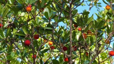 Photo of Piante forestali: cosa sono, tipi e nomi