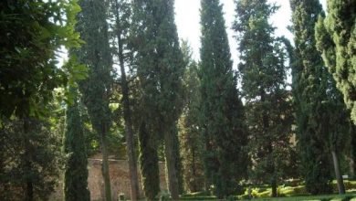 Photo of Quali sono le siepi e gli alberi a più rapida crescita