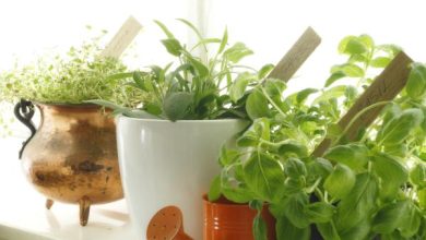 Photo of Come prendersi Cura delle piante d’appartamento in inverno
