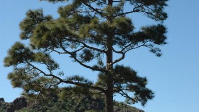 Photo of Gli alberi più antichi della penisola iberica