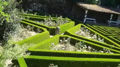 Photo of Come fare un labirinto in giardino