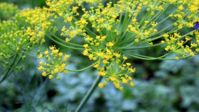 Photo of Tipi di piante aromatiche e medicinali
