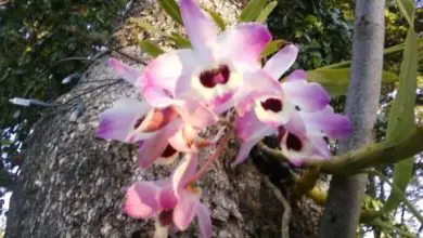 Photo of Coltiva orchidee sugli alberi