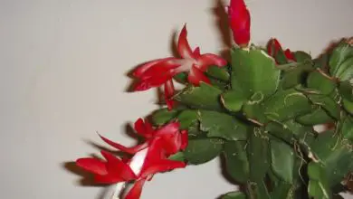 Photo of Cactus di Natale con foglie rugose: perché e cosa fare