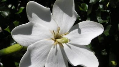 Photo of piante d’appartamento ornamentali