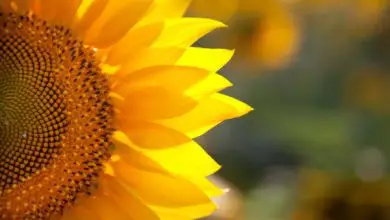 Photo of Piante e fiori comuni che attirano le farfalle nel tuo giardino