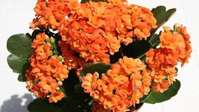 Photo of Pianta di Kalanchoe: cura e a cosa serve