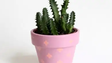 Photo of Vasi di cactus
