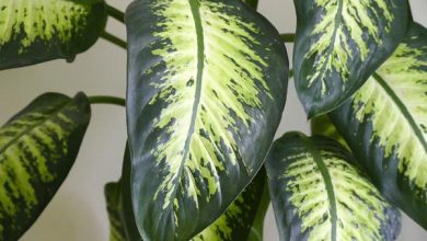 Photo of Pianta di Dieffenbachia: cura