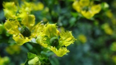 Photo of La pianta che ti aiuterà a scacciare i gatti dal giardino