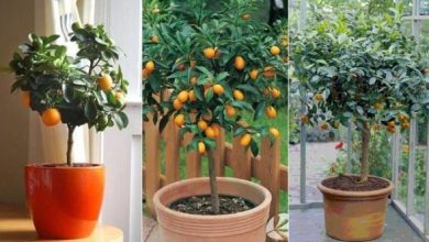 Photo of Come coltivare un arancio in vaso