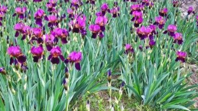Photo of Piante perenni: un giardino attraente tutto l’anno