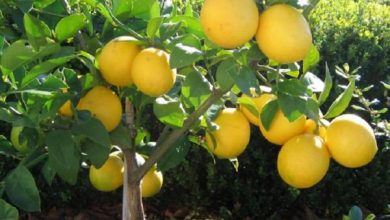 Photo of Perché l’albero di limone dovrebbe andare insieme alla lavanda