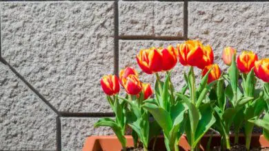 Photo of Come prendersi cura dei tulipani in vaso