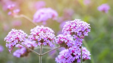 Photo of Pianta della verbena: cura