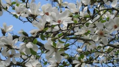 Photo of Magnolie a fioritura primaverile